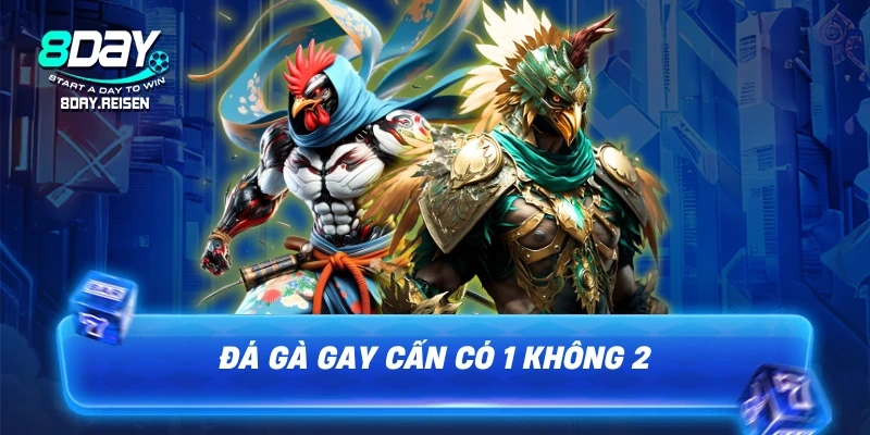 Đá gà gay cấn có 1 không 2 tại 8DAY